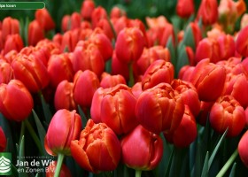 Tulipa Icoon ® (3)